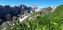 Bergblumen auf Marwees. (Bild: Klaus Businger)