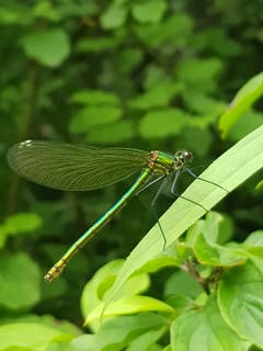 Hübsche Libelle an der Thur. (Bild: Reto Schlegel)