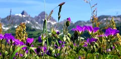 Bergblumen mit Blick auf Rossstock Fulen und Chaiserstock. (Bild: Lydia Arnold, Eggenbergli, 25. Juni 2019)