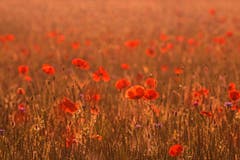 Mohnblumenwiese, gesehen in Hagenwil/Hudelmoos. (Bild: Franziska Hörler)