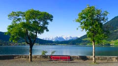 Frühmorgens am Ägerisee mit Blick Richtung Urneralpen. (Bild: Peter Bumbacher, 25. Juni 2019)