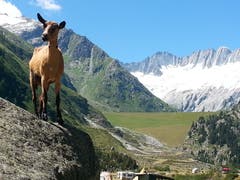 Eine Geiss geniesst den herrlichen Ausblick von der Göscheneralp. (Bild: Monica Philipp)