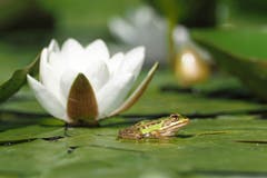Ein Frosch geniesst das herrliche Sommerwetter. (Bild: Marianne Schmid, Ettiswil, 24. Juni 2019)