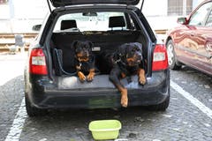 Auch Tiere leiden unter der Hitze. Versorgen Sie deshalb Hunde mit ausreichend Trinkwasser und lassen Sie sie nicht im Auto eingesperrt zurück. (Foto: Ines Biedenkapp, Rorschach, 25. Juni 2019)