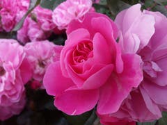 Zarte Rosen blühen im Blumenbeet am Höheweg in Interlaken. (Bild: Bruno Ringgenberg, 25. Juni 2019)