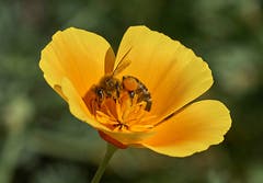 Die Bienen arbeiten auch bei dieser Hitze. (Bild: Franz Krummenacher, Rothenburg, 26. Juni 2019)