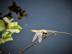 Die perfekte Landung: Was für eine wunderschöne Begegnung im Seleger Moor. (Bild: Margrith Imhof-Röthlin, Rifferswil, 17. Juni 2019)
