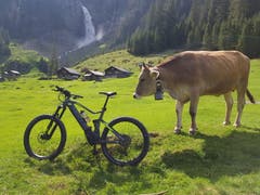 Eine Fahrt auf die Alp Äsch mit dem E-Bike: Daran hatte auch ein Rind Interesse. (Leserbild: Daniel Baumann aus Spiringen, 7. Juni 2019, Alp Äsch, Unterschächen)