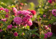 Wie romantisch: Bezaubernde Rosen bei Sonnenaufgang im Bauerngarten. (Bild: Priska Ziswiler-Heller, Ettiswil, 26. Juni 2019)