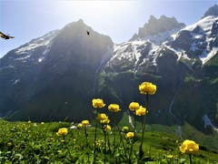 Wander- und Bergwetter bei strahlendem Sonnenschein. (Bild: Urs Gutfleisch, Engelberg, 26. Juni 2019)