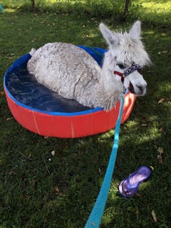 «Sommerhitze! Unser Alpaka Felina nahm den Pool ganz für sich in Anspruch – die anderen mussten lange warten bis auch sie die Beine kühlen konnten. Aber eigentlich war der Pool für unseren Hund gedacht.» (Bild: Monika Hess, Lama-Alpaka-Weide in Grosswangen, 26. Juni 2019)