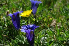 Blau, blau, blau, blüht der Enzian! (Bild: Bruno Ringgenberg, Melchsee-Frutt, 26. Juni 2019)