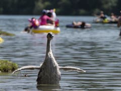 Auch Tiere scheinen das kühle Nass zu geniessen während der Hitzewelle. (Bild: KEYSTONE/ANTHONY ANEX)