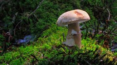 Trotz Trockenheit ist die Pilzsaison zu meinem Erstaunen schon da. (Bild: André Egli, Grosswangen, 27. Juni 2019)