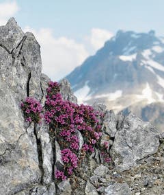 Auch in über 4000 Metern: Gegenblättriger Steinbrech. (Bild: V. Stöckli)