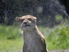 Sprinklergenuss: Eine Löwin in einem Zoo kühlt sich ab. (Bild: KEYSTONE/AP PA/ANDREW MILLIGAN)