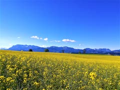 Wunderbarer Ausblick auf das Rapsfeld und die Pilatuskette. (Bild: Urs Gutfleisch, Ruswil, 3. Juni 2019)