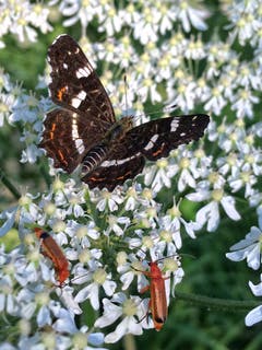 Futterstelle für Insekten. (Bild: Toni Sieber)