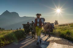 Alpaufzug auf die Alp Sellamatt und Selun. (Bild: Thomas Lutz)