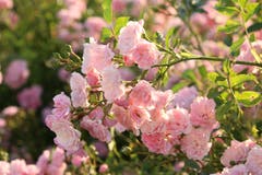 Wunderschöne Rosen. (Bild: Irene Wanner, Schötz, 30. Juni 2019)