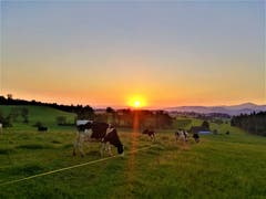 Wunderschöner farblicher Sonnenaufgang mit Kühen auf der Weide. (Bild: Urs Gutfleisch, Malters, 30. Juni 2019)
