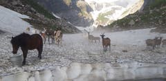 Surreale Szenerie auf dem Mesmer im Alpstein (Bild: Klaus Businger)