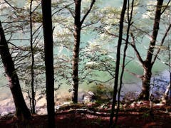 Der Schatten des Bergwalds am Seealpsee. (Bild: Edi Walt)
