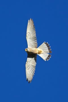 Der Turmfalke im tiefblauen Himmel über der Schwägalp. (Bild: Hans Aeschlimann)