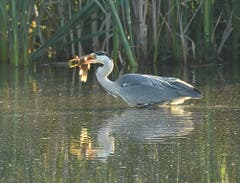 Fischreiher beim Frühstück im Bommerweiher. (Bild: Urs Fankhauser)