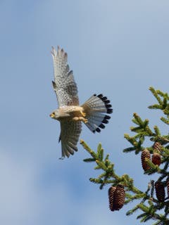 Turmfalke im Flug. (Bild: Hans Aeschlimann)