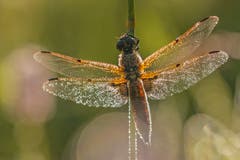 Eine Vierflecklibelle wärmt ihre Flügel auf. (Bild: Franziska Hörler)