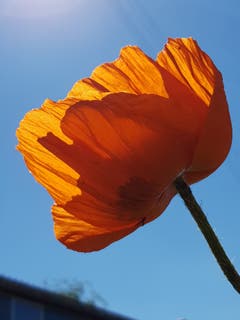 Mohn im Garten. (Bild: Reto Schlegel)