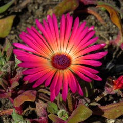 Eiskraut fotografiert im Botanischen Garten St.Gallen. (Bild: Selina Mayr)