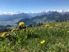 Wanderung am Wildspitz. (Bild: Susan Blattmann, 4. Juni 2019)