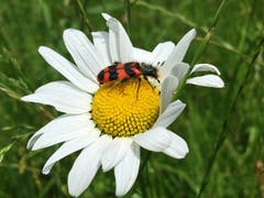 Alle lieben Margeriten. (Bild: Toni Sieber)