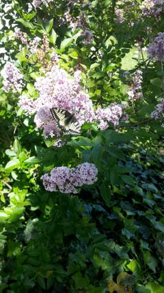 Ein Schwalbenschwanz-Schmetterling auf einem Fliederbusch. (Bild:Egon Federspiel)