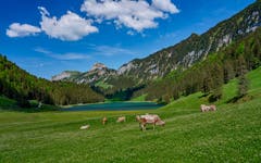 Sämtisersee im grünen Ring. (Bild: Luciano Pau)