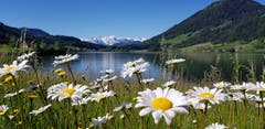 Der Sommer hält Einzug am Ägerisee. (Bild: Doris Curiger, 2. Juni 2019)