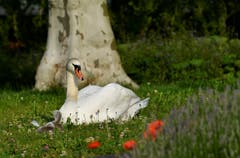 Die Schwanenmutter (oder der Schwanenvater?) geniesst die Morgensonne mit ihrem Nachwuchs auf dem Rasenplatz beim Gemeindehausplatz in Hergiswil. (Bild: Karl Odermatt, 5. Juni 2019)