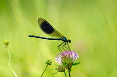 Eine Prachtlibelle. (Bild: Marianne Schmid, Eich, 4. Juni 2019)