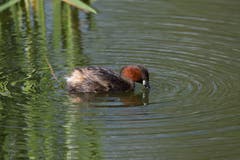Der kleine Zwergtaucher in seinem Revier in Altenrhein. (Bild: Edgar Huber)