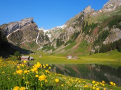 Ein gelbes Blütenmeer am Seealpsee. (Bild: Werner Lieberherr)