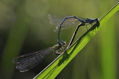 Sommergefühle der Libellen. (Bild: Irene Weibel)