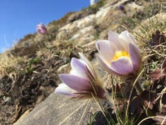 Frühlingsboten auf 2000m! (Bild: Heidi Blum, Fürstein, 5. Juni 2019)