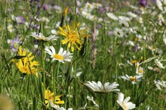 Ein Augenschmaus diese Blumenwiese. (Bild: Irene Wanner, Schötz, 8. Juni 2019)