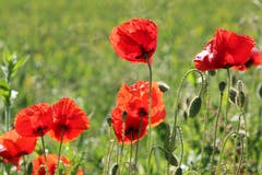Klatschmohn schaukeln im Wind. (Bild: Irene Wanner, Schötz, 8. Juni 2019)