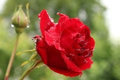 Keine Pfingstrose, aber eine wohlriechende Kletterrose. (Bild: Irene Wanner, Schötz, 9. Juni 2019)
