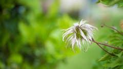 Die Behaarung der Kuhschelle schützt vor Nässe und Kälte – Praktisch für ein verregnetes Pfingstwochenende. (Bild: Hubert Zurbuchen, St. Erhard, 9. Juni 2019)