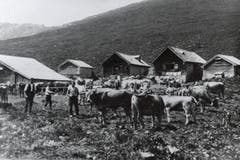 Vieh und Sennen auf der Alp Siegel. (Bild: Landesarchiv AI)
