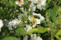 Wenn die Sonne die Blätter der Bäume leuchten lässt. (Bild: Irene Wanner, Altishofen, 1. Juli 2019)
